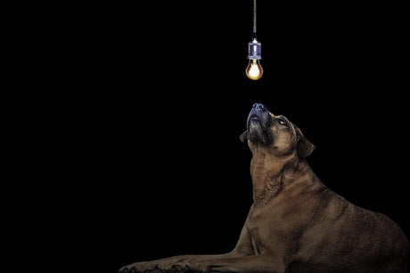 Outdoor Lighting – Keeping your Pets Safe - LiquidLEDs™