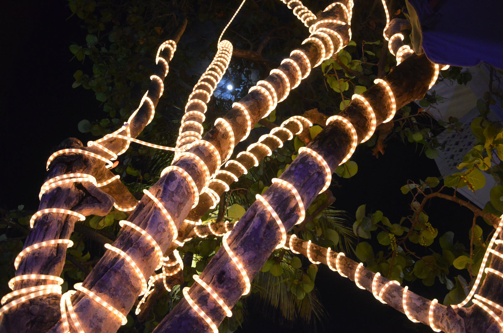 How to UseFestoon Lights to Light up Your Garden
